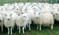 Ewe sheep on a farm Royalty Free Stock Photo