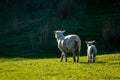 Ewe sheep with her spring lamb, New Zealand Royalty Free Stock Photo