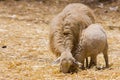 Ewe sheep and lamb Royalty Free Stock Photo