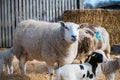 a ewe sheep in a lambing pen surrounded by lambs during the lambing season Royalty Free Stock Photo