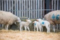 ewe sheep in a lambing pen surrounded by lambs during the lambing season Royalty Free Stock Photo