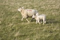 Ewe sheep and lambs Royalty Free Stock Photo