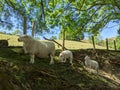 A ewe sheep and 2 lambs standing on a hillside Royalty Free Stock Photo