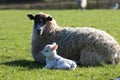 Ewe sheep with lamp Royalty Free Stock Photo