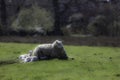 Ewe sheep lying down with spring lambs Royalty Free Stock Photo