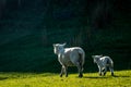 Ewe sheep with her spring lamb, New Zealand Royalty Free Stock Photo