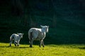 Ewe sheep with her spring lamb, New Zealand Royalty Free Stock Photo