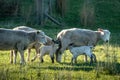 Ewe sheep with her spring lambs, New Zealand Royalty Free Stock Photo