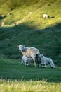 Ewe sheep with her spring lambs, New Zealand Royalty Free Stock Photo