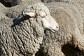 Ewe Sheep Royalty Free Stock Photo
