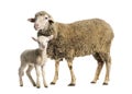 Ewe Sopravissana sheep with her lamb, isolated on white Royalty Free Stock Photo