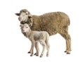 Ewe Sopravissana sheep with her lamb, isolated on white Royalty Free Stock Photo