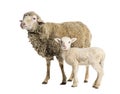 Ewe Sopravissana sheep with her lamb, isolated on white Royalty Free Stock Photo