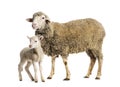 Ewe Sopravissana sheep with her lamb, isolated on white Royalty Free Stock Photo