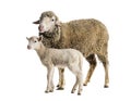 Ewe Sopravissana sheep with her lamb, isolated on white Royalty Free Stock Photo