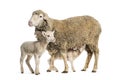 Ewe Sopravissana sheep with her lambs, isolated on white Royalty Free Stock Photo