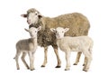 Ewe Sopravissana sheep with her lambs, isolated on white Royalty Free Stock Photo