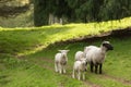 Family of sheep on a farm. A ewe and three lambs Royalty Free Stock Photo