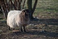 Ewe standin on a barnyard Royalty Free Stock Photo