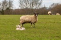 A ewe standing in a field with her lambs laying down next to her Royalty Free Stock Photo