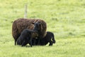 Ewe Suckling Black Lamb Twins Royalty Free Stock Photo