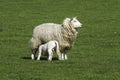 Ewe suckling a single lamb Royalty Free Stock Photo
