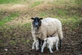 Ewe suckling two lambs Royalty Free Stock Photo
