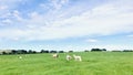 The ewe turned her head, staring my camera warily, and his two little lambs. Royalty Free Stock Photo