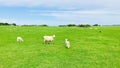 The ewe turned her head, watching the camera warily, and his two little lambs. Royalty Free Stock Photo