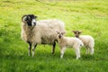 Ewe with twin lambs Royalty Free Stock Photo