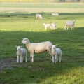 Ewe and two lambs in green grassy meadow Royalty Free Stock Photo