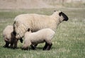 Ewe and Two Nursing Lambs Royalty Free Stock Photo