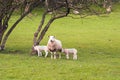 Sheep and young lambs in a springtime meadow in the English countryside. Royalty Free Stock Photo