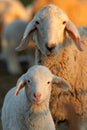 Ewes Royalty Free Stock Photo