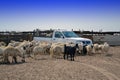 Ewes and the car Royalty Free Stock Photo