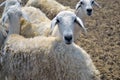 Ewes on a farm Royalty Free Stock Photo