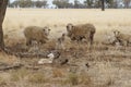 Ewes and lambs in the drought - Australia Royalty Free Stock Photo