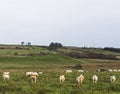 Ewes with raddle colours to show when they were mated