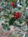 Ex aquifolium holly, common holly, English holly, European holly, or occasionally Christmas holly, Royalty Free Stock Photo