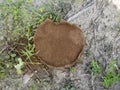 Ex fungus. Lycoperdacea, maybe Calvatia or Langermannia. Large flat circle, about 12cm across.