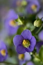 Exacum affine, Persian violet, flowers Royalty Free Stock Photo
