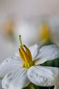 Exacum affine, Persian violet, flowers, white variety Royalty Free Stock Photo