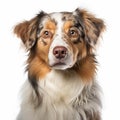 Exaggerated Facial Features Of Australian Shepherd Dog On White Background