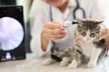 Examination of cat ear in veterinary clinic using an otoscope