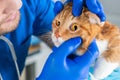 Examination of the cat`s eyes. Veterinary medicine concept. Fat ginger cat