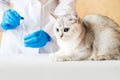 Examination of a cat by a veterinarian in a vet clinic. Scottish chinchilla straight,Vaccinating a kitten Royalty Free Stock Photo