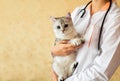 examination of a cat by a veterinarian in a vet clinic. Scottish chinchilla straight,Vaccinating a kitten Royalty Free Stock Photo