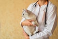 Examination of a cat by a veterinarian in a vet clinic. Scottish chinchilla straight,Vaccinating a kitten Royalty Free Stock Photo