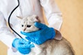 Examination of a cat by a veterinarian in a vet clinic. Scottish chinchilla straight,Vaccinating a kitten Royalty Free Stock Photo