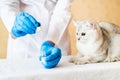 Examination of a cat by a veterinarian in a vet clinic. Scottish chinchilla straight,Vaccinating a kitten Royalty Free Stock Photo
